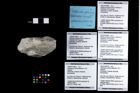 Foto (Objekt + Etikett) von Bullariscus patruliusi (Robins, Feldmann & Schweitzer, 2013)  (NHMW-GEO-1990-0041-3980a)